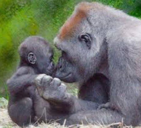 Cool photos of monkeys, a thread: