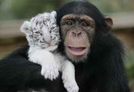 Cool photos of monkeys, a thread: