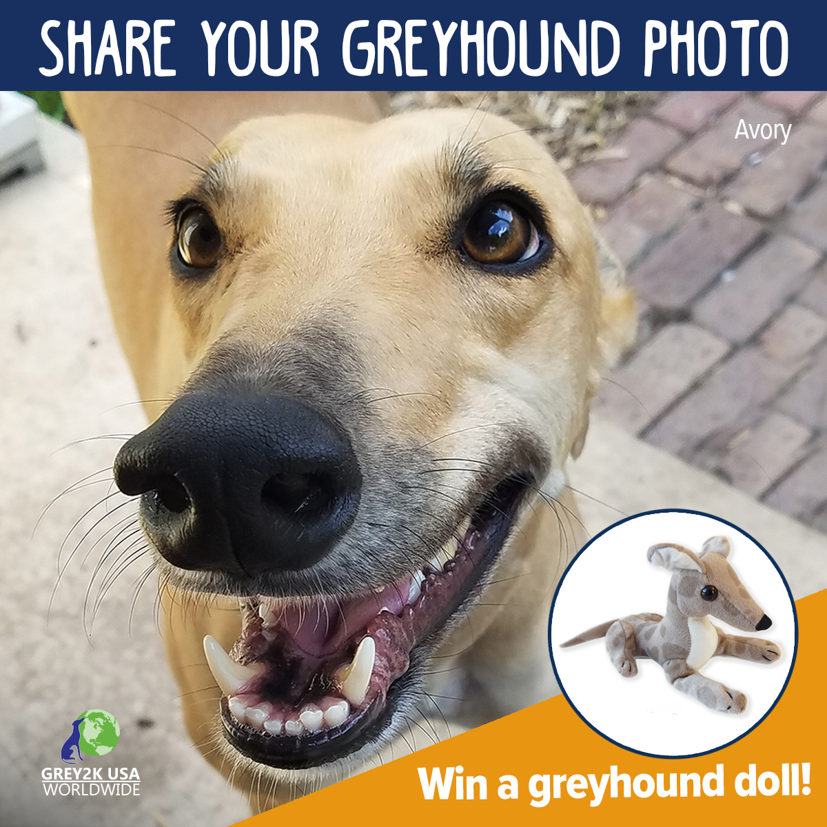 GREY2KUSA's tweet photo. Is there a special greyhound in your life? Share your favorite photo with the tag #GREY2K and you will be entered to win a beautiful Greyhound Freedom Doll! Look out for the winner on December 23. Worldwide contestants are encouraged! https://t.co/IjzcYiULpe