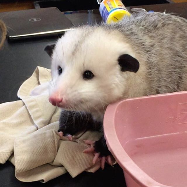 PossumEveryHour's tweet image. 