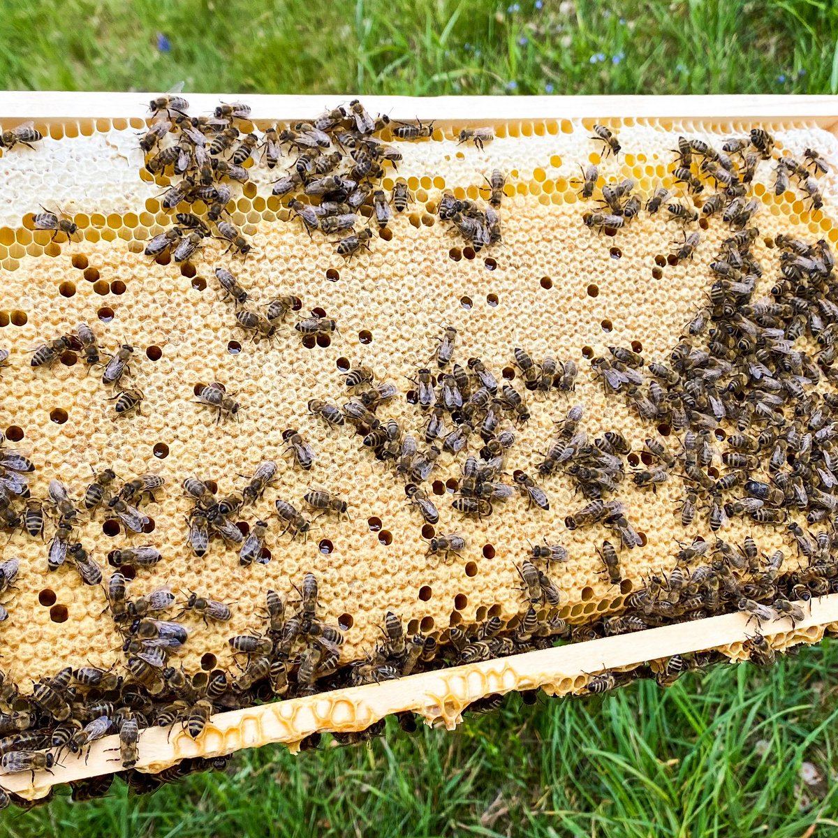 Was sagt ihr zu dieser tollen Brutwabe?☺️🌤🐝
Schönes Wochenende!🤗
.
What do you say to this great brood honeycomb? 
☺️🌤🐝
Have a nice weekend!🤗