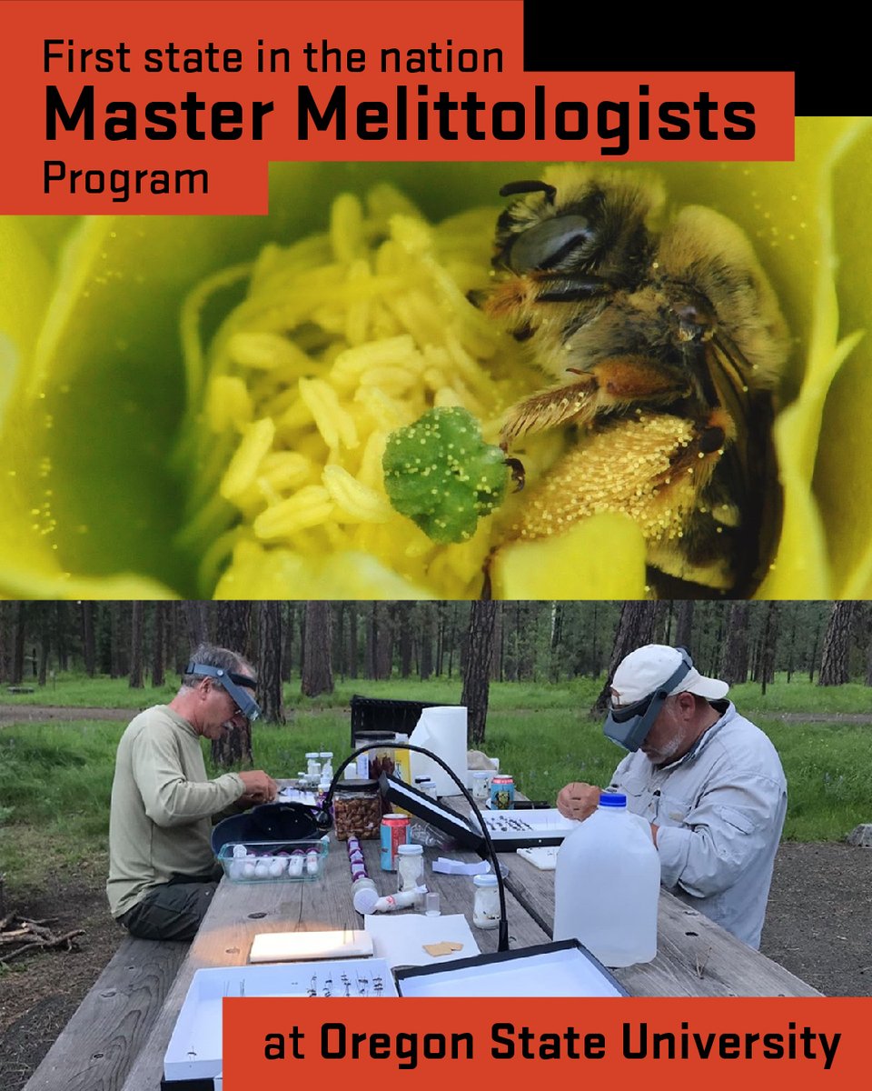 Oregon can boast to be the first state in the nation with a Master Melittologist program! This new program works with the <a href="/oregonbeeproj/">Oregon Bee Project</a>, in partnership with <a href="/OregonStateExt/">Oregon State Extension Service</a>, OSU colleges of agriculture and <a href="/OSUForestry/">OSUForestry</a>, and the @ORagriculture.