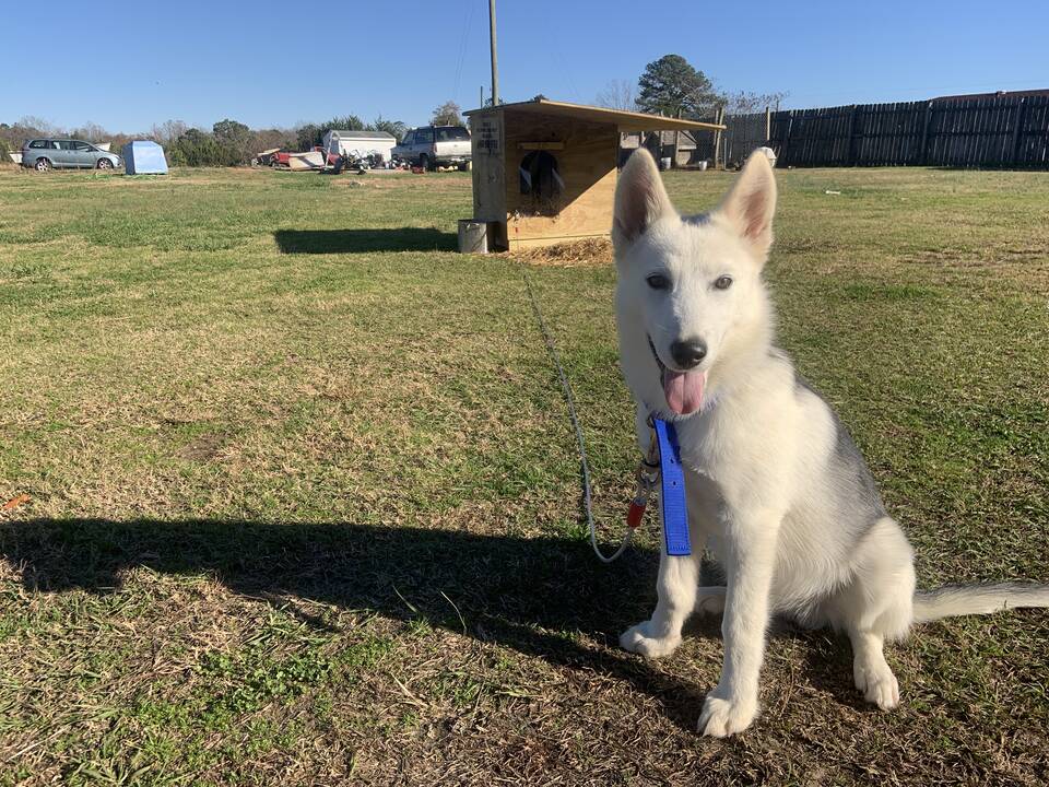 So many dogs are treated as if they have no feelings or thoughts.

Shadow was confined to a tiny crate before PETA gave him a sturdy doghouse!

Watch #BreakingTheChain to see how we help animals even when their “owners” refuse to let them live inside: breakingthechainfilm.com