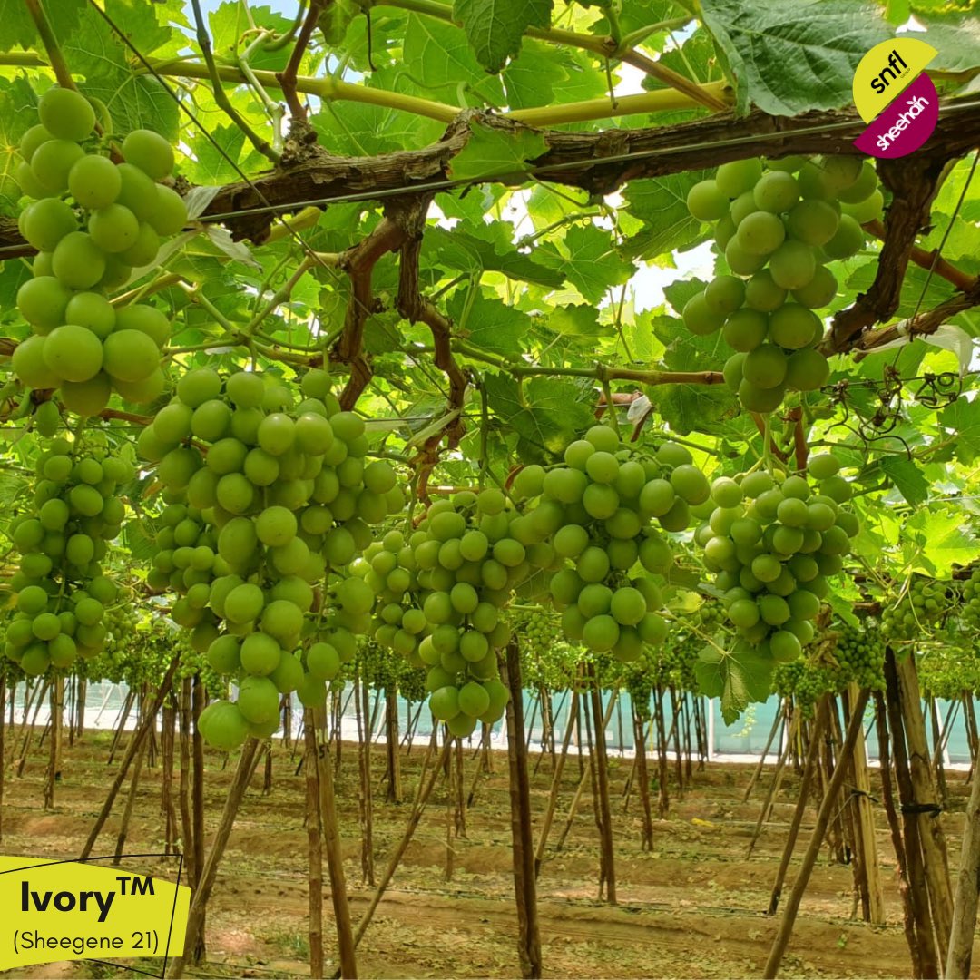 SNFL - Sheehan Genetics tweet media