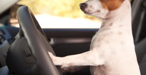 DailyHiveVan's tweet photo. BC motorist tells police her dog was driving after vehicle ends up in ditch https://t.co/gJyZuGlcvc https://t.co/NU18P35p5v