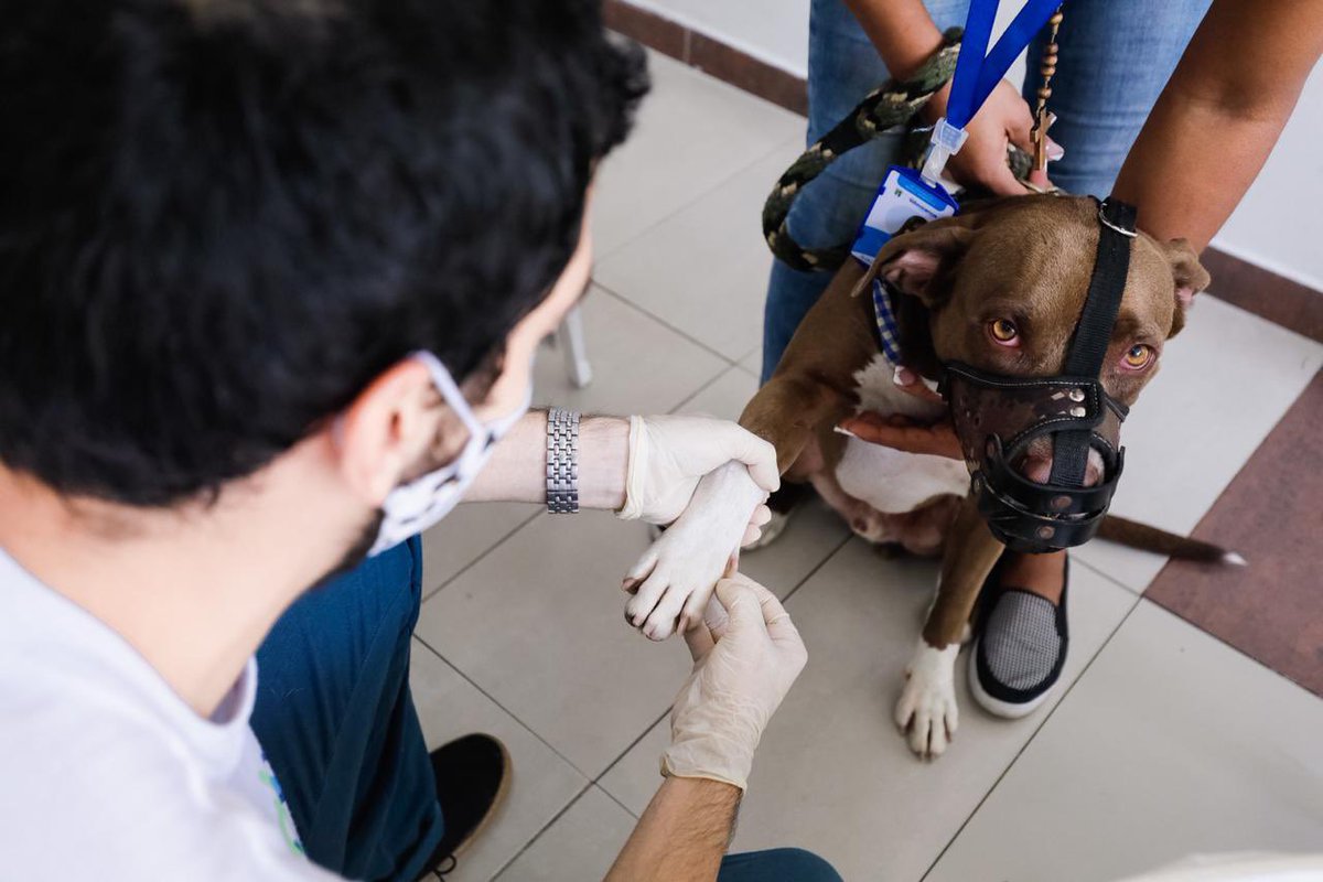 harmanfelipe's tweet photo. Inició nuestra primera jornada de registro e implantación de 1.000 microchips a perros de raza especial. Seguimos ratificando que en Villavicencio, estamos comprometidos con los animales. 

A los ciudadanos que llevaron a sus mascotas ¡Mil gracias por atender nuestro llamado! https://t.co/78YjCnBYTv