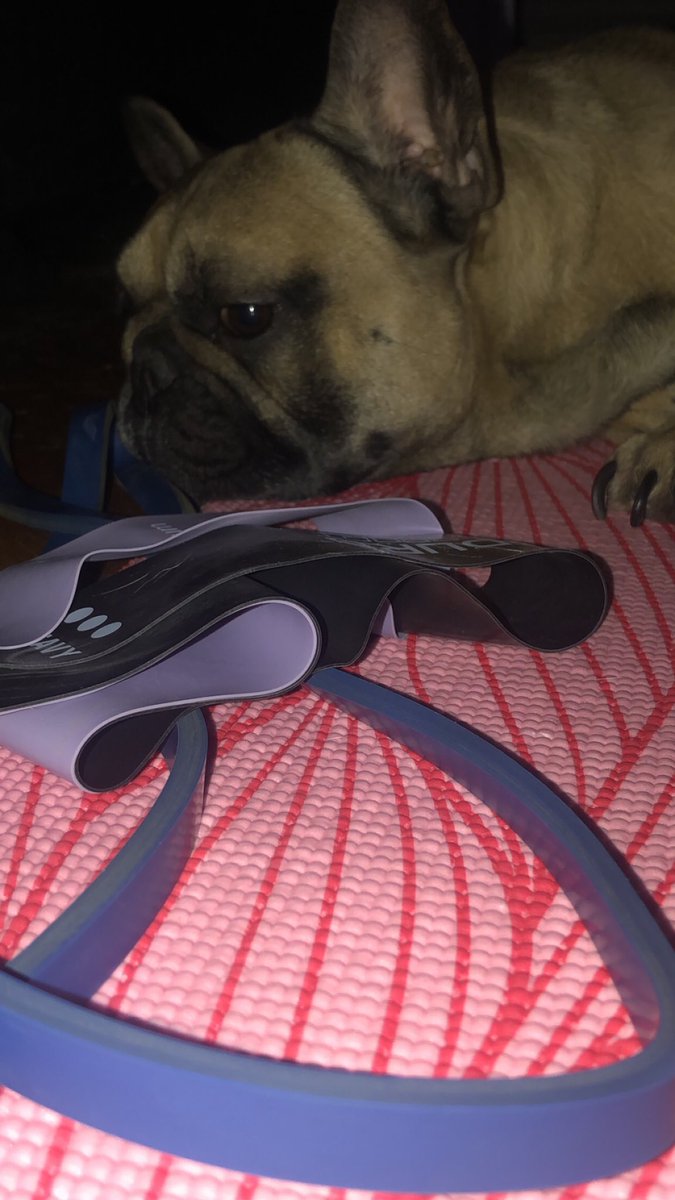 krisslee85's tweet photo. @cassieemua my lil frenchie, Monty, never gives me breathing room either lol I just wanted to workout 😩😭😭 https://t.co/CmzrCo6sTd