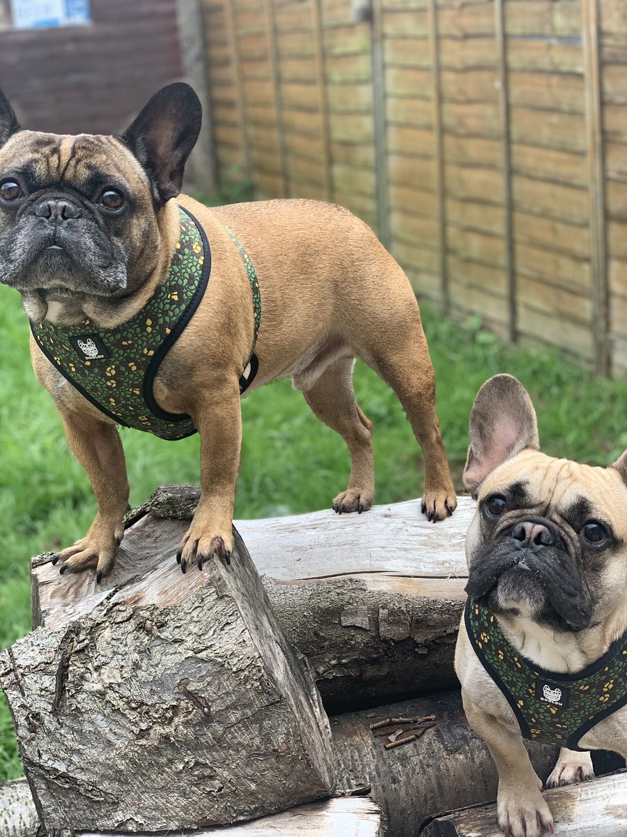 Jango & Boba tweet media