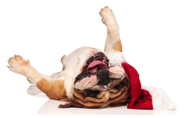 CollinsvillePD's tweet photo. Happy Friday. The sky is grey, the air is crisp, the trees are bare, and the grass is brown. All around, it is 2020 on a visual scale but with less screaming. As we move into the last week before Christmas we send you off with this cuddly dog who seems to be in the holiday spirit https://t.co/jQRZxuvRcr