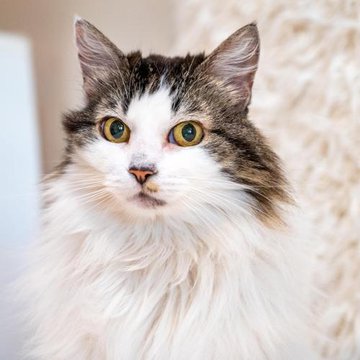 sachikoko's tweet photo. 🙏🏽PLZ SHARE
🌼PRETTY 12YO #SENIOR #TABBY &amp; WHITE #MAINECOON MIX SIERRA🌼
🔔NEEDS A #FOREVERHOME🏘AS YOUR 1 &amp; ONLY🐈
▶4 INFO https://t.co/MBxZGuuRKU
▶🎥https://t.co/85k9X5fE5s
🙏🏽#ADOPT #AdoptDontShop #AdoptASeniorCat
#OAKLAND #CA #NORCAL #CAT #CatsOfMCA
✅ADULTS @mainecoonadopts https://t.co/q9b2vF7v4k
