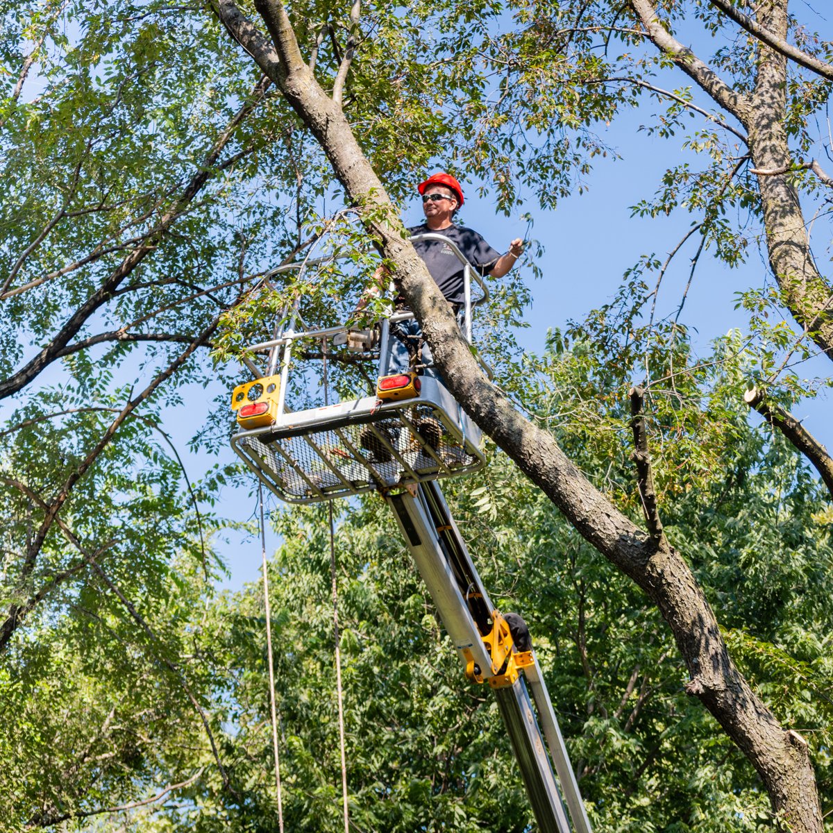 Eggers Tree Service (@EggersTree) / Posts / X