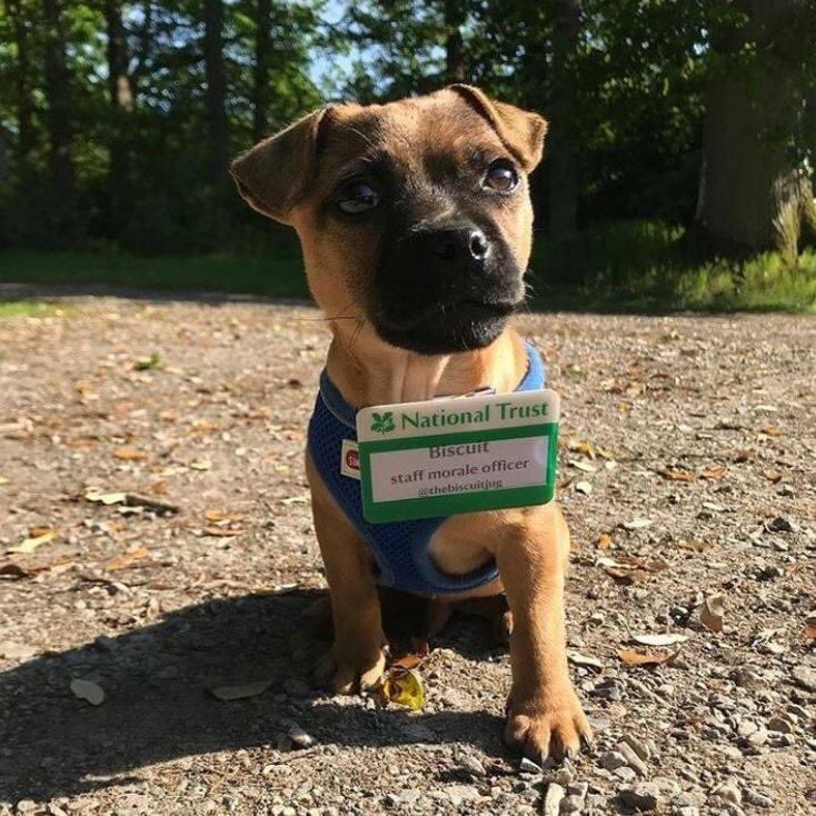And here’s Biscuit the Staff Morale Officer at  @nationaltrust