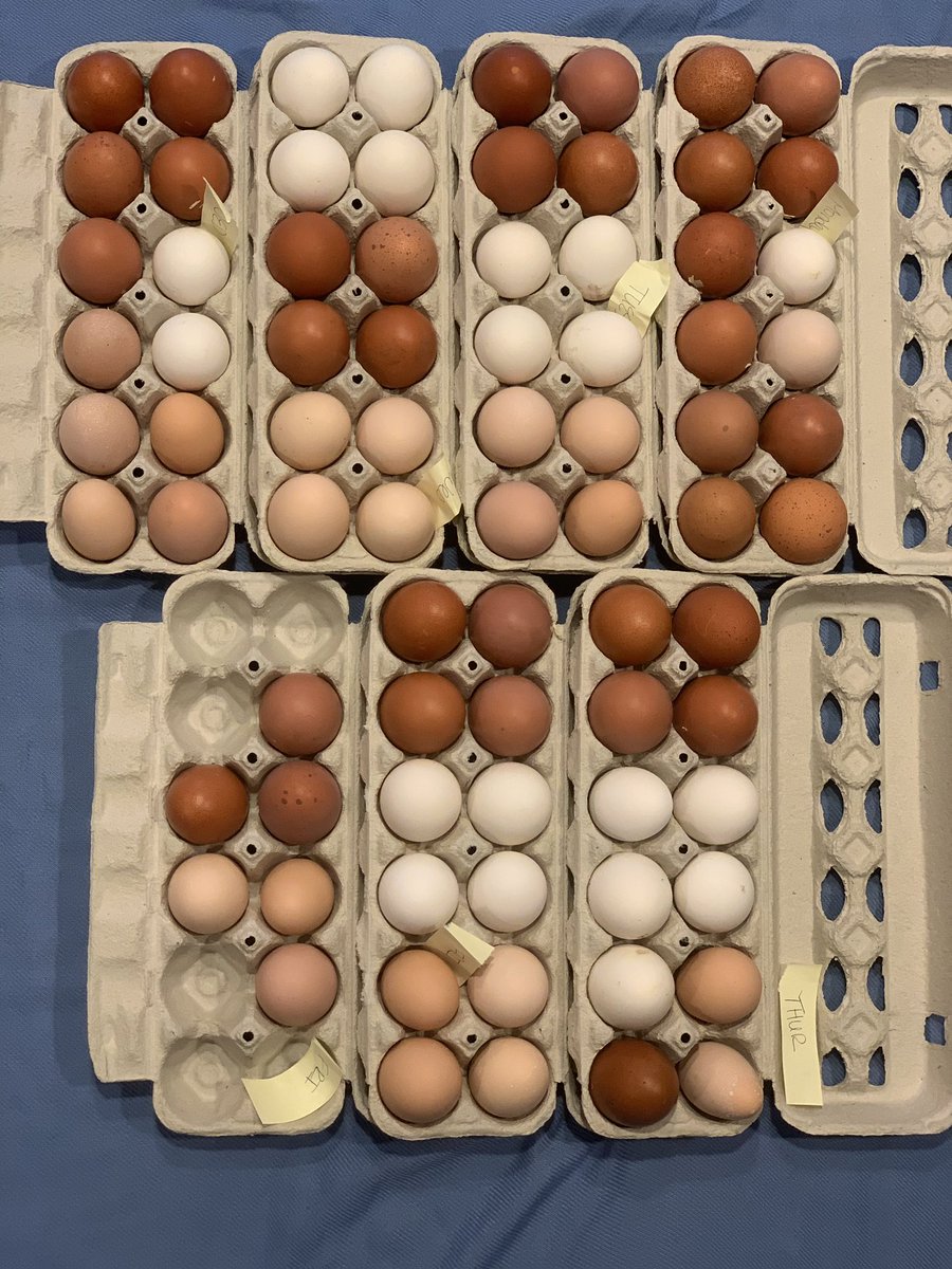 Got eggs? 😂😂 my Monday-Friday collection 💁🏼‍♀️ #farmlife #farmfresheggs