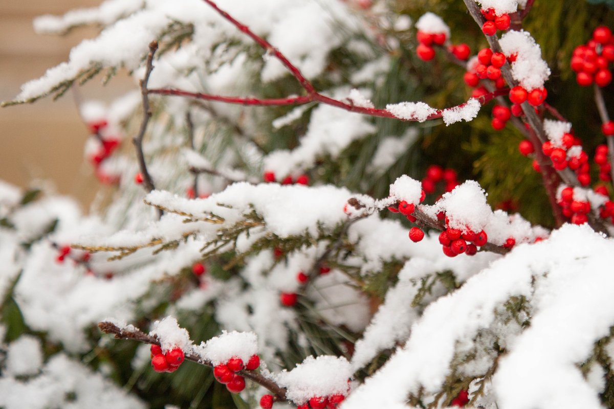 McDaniel College tweet media