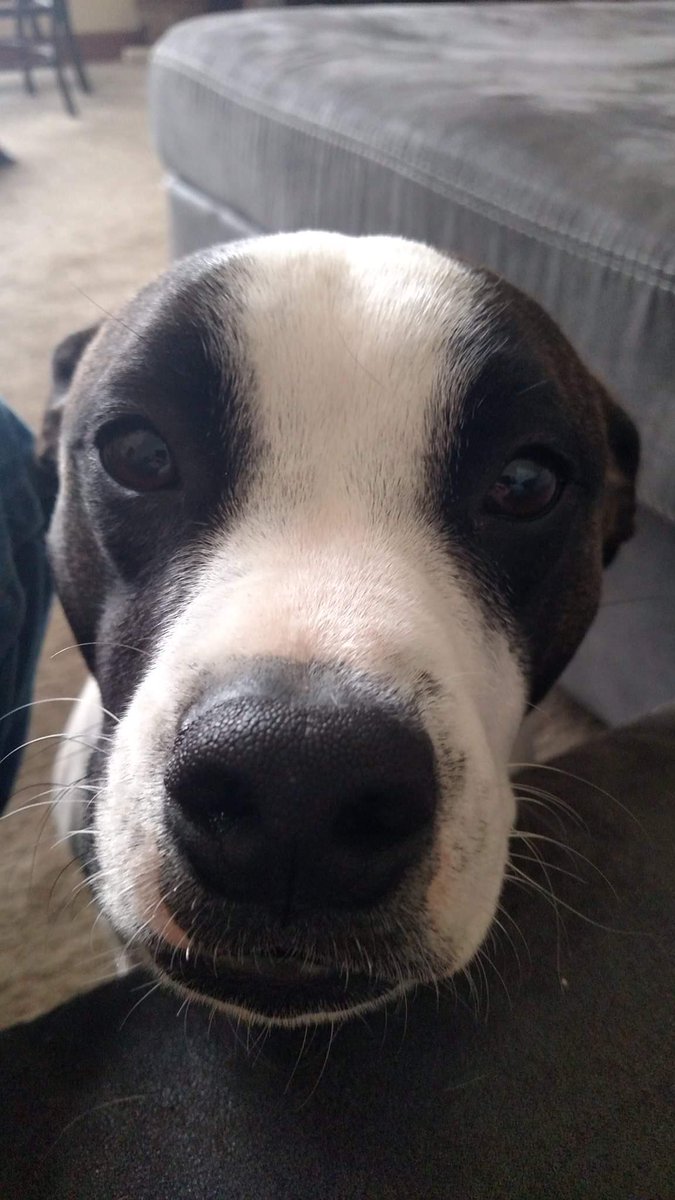 hrfollower1's tweet photo. #Pupweiser https://t.co/i95dahtYOG