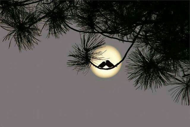 ~▪︎Listen to the wind that inspires. Listen to the silence that speaks.
Listen to your heart that knows.♥️
              ▪︎Indian Proverb▪︎

✦✫❥✫✦