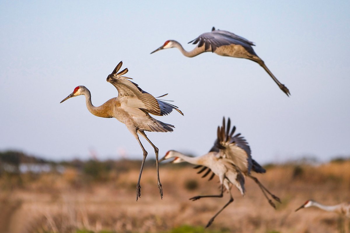 Sandhill cranes are welcome Winter Texans!  Find out more about these magnificent birds in the December issue, and look for more photos of these graceful beauties in today's Feathered Friday.

tpwmag.com/2020/12/feathe…

#sandhillcranes
#texaswinterbirds
