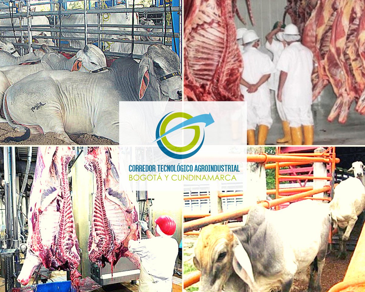 ctaderivado2's tweet photo. Tipificación de carne bovina en sistemas de producción de trópico alto, con enfoque de calidad total, dirigido por el investigador Germán Afanador Téllez de la Facultad de Medicina Veterinaria y Zootecnia de la Universidad Nacional https://t.co/MzZUq6ptBY