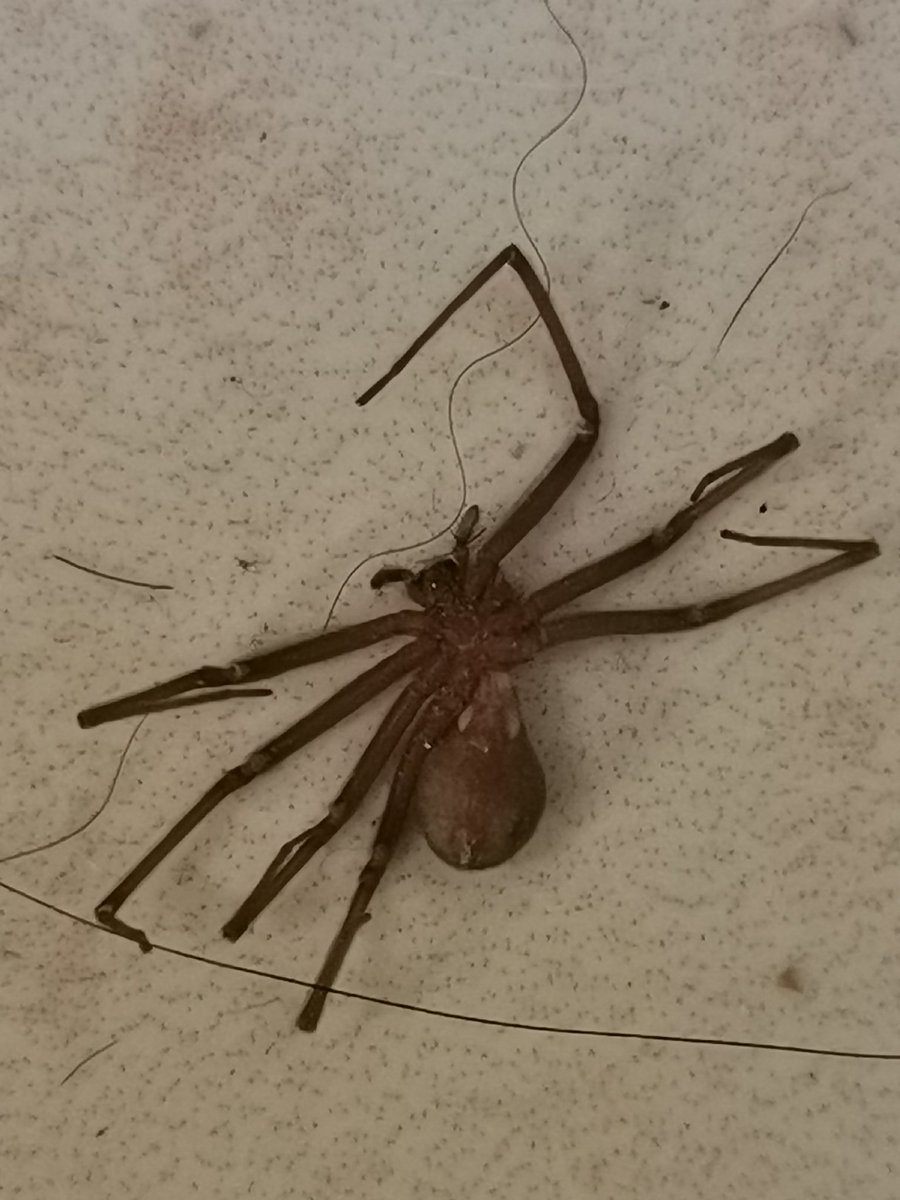 Crox44907158's tweet photo. @Arachno_Cosas Hola, encontré esta araña ya moribunda al lado de mi cama. Es de IM? Es violinista? Sayula, Jalisco https://t.co/5fvCsbjAVf