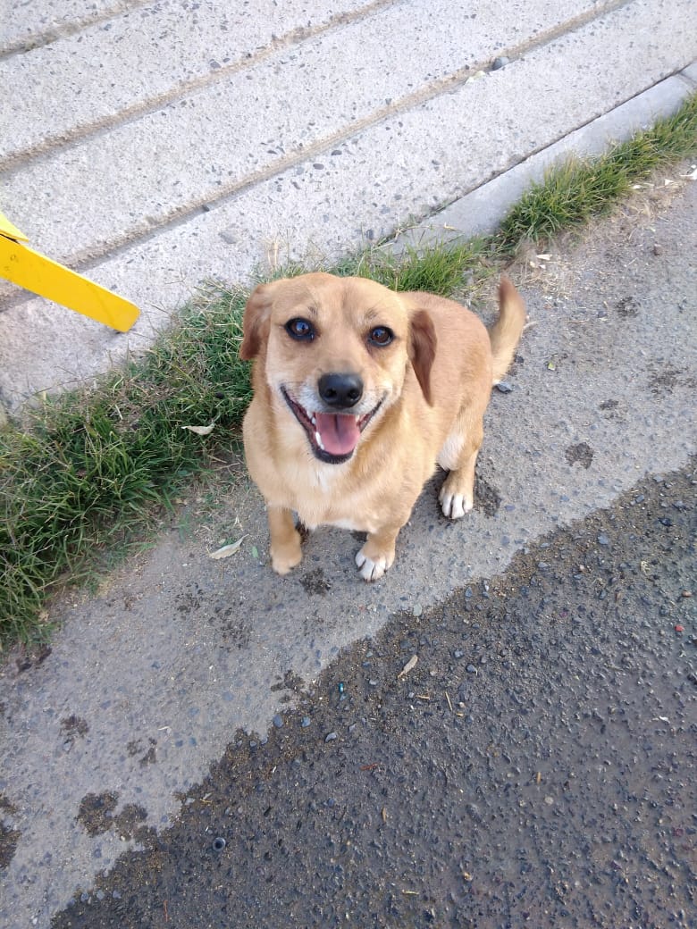 cachupines's tweet photo. #PLACILLA #INVICA ESTA PERRITA FUE ENCONTRADA AYER EN EL SECTOR INVICA. TIENE CHIP PERO SIN REGISTRO😔 SE BUSCA URGENTE HOGAR TEMPORAL❤️, ES PEQUEÑA Y MUY TEMEROSA. SE BUSCA A SUS DUEÑOS YA QUE SE NOTA CUIDADA Y CON PELAJE LIMPIO!!!! QUIEN LA RECONOZCA LLAMAR AL +56934249781 https://t.co/ubteueMLUx