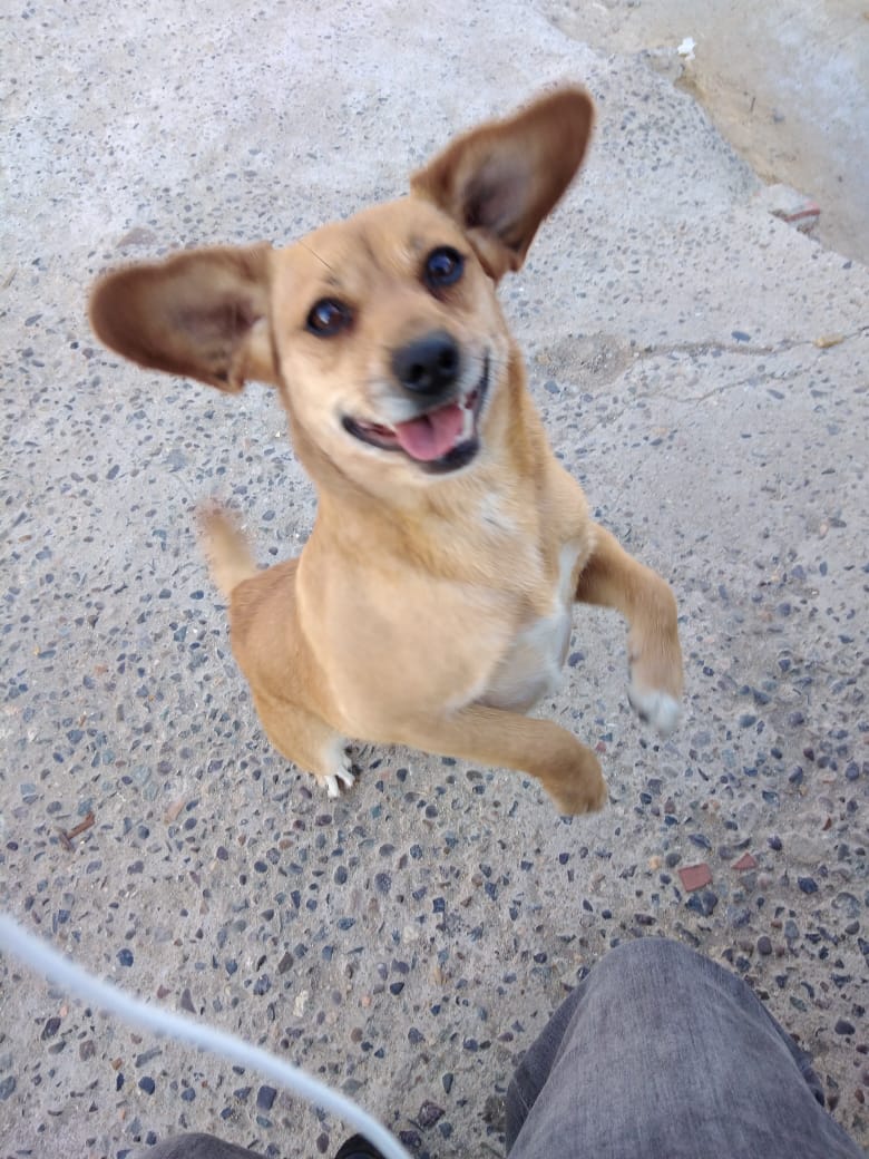 cachupines's tweet photo. #PLACILLA #INVICA ESTA PERRITA FUE ENCONTRADA AYER EN EL SECTOR INVICA. TIENE CHIP PERO SIN REGISTRO😔 SE BUSCA URGENTE HOGAR TEMPORAL❤️, ES PEQUEÑA Y MUY TEMEROSA. SE BUSCA A SUS DUEÑOS YA QUE SE NOTA CUIDADA Y CON PELAJE LIMPIO!!!! QUIEN LA RECONOZCA LLAMAR AL +56934249781 https://t.co/ubteueMLUx