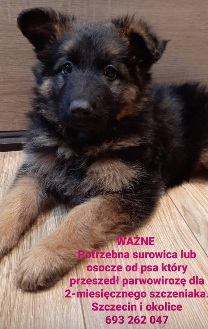 Bizoneczeq's tweet image. Pomoże ktoś biednemu pieskowi?