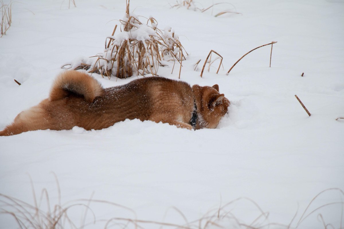 NAdventureSquad's tweet photo. Todays photo is the rare sighting of the wild snow shiba. My dog is so strange @adventureshibas #shibainu #gooutside #findsomesnow https://t.co/wRjwgkHuxb