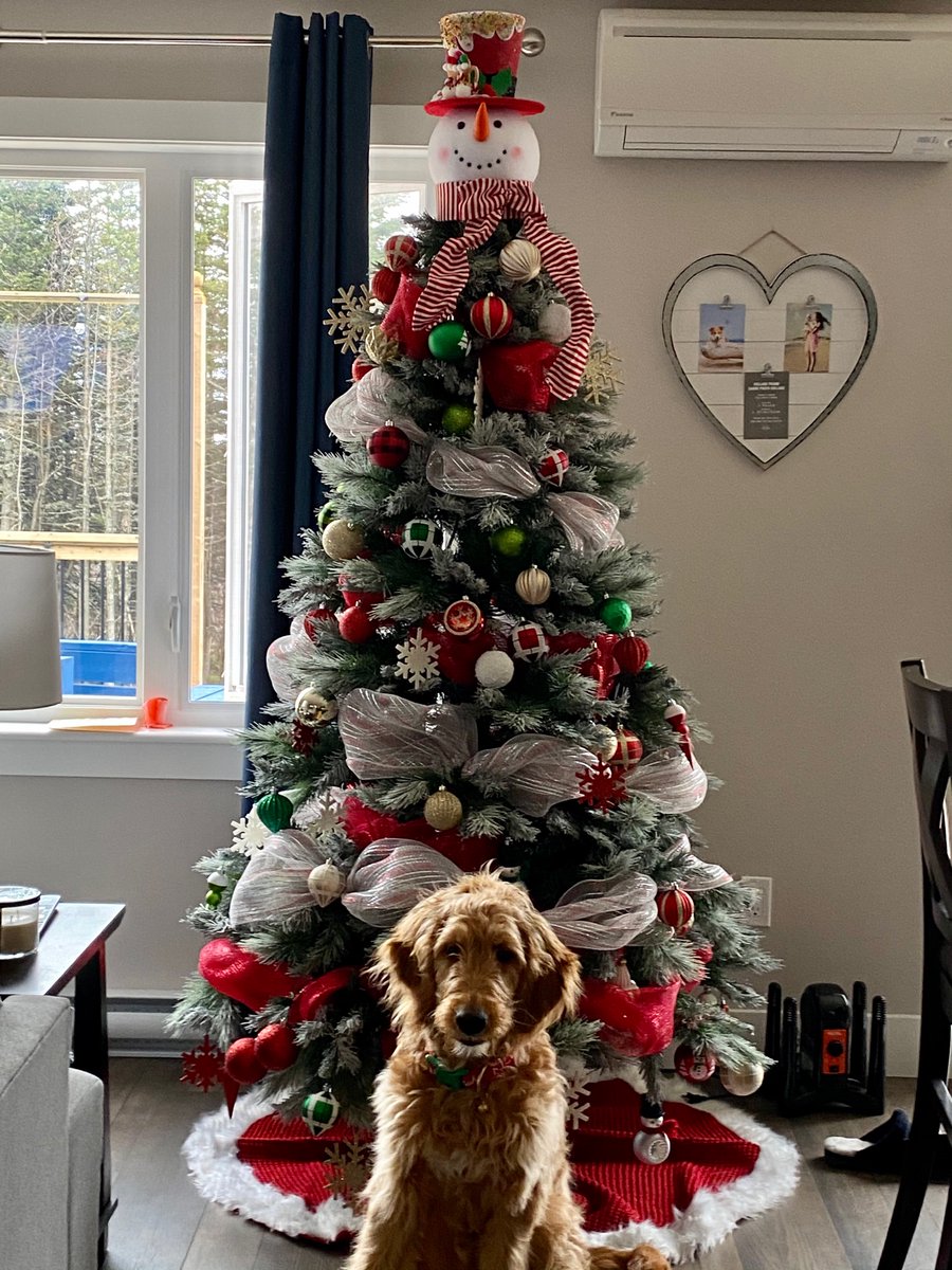 jennablundon's tweet photo. @YourMorning @KelseyMcEwen 

Sweet boy, Linq is already for the holidays! 🎄 https://t.co/Yl5wv5g2TQ