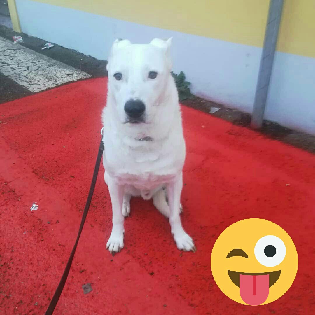 ADOTTA UN CUORE*CONDIVISIONI*APELL tweet media