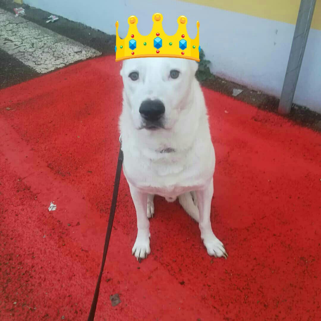 ADOTTA UN CUORE*CONDIVISIONI*APELL tweet media