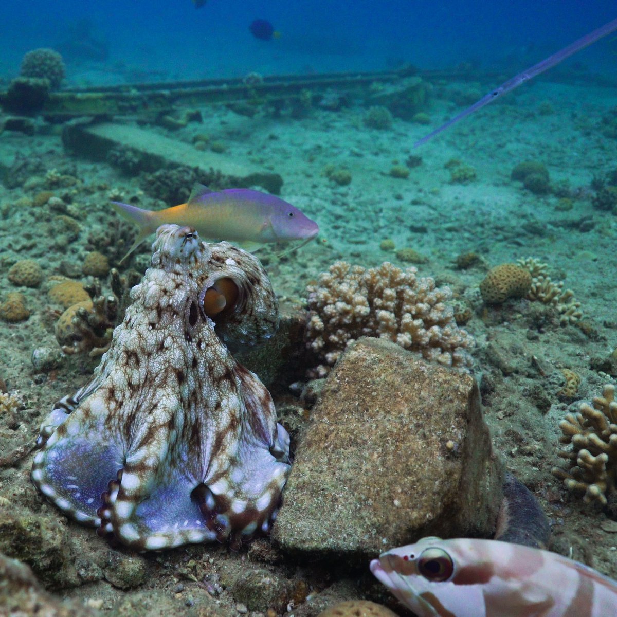 After this naturalistic description, to disentangle between potential ecological/game theory scenarios underpinning this behavior's expression, and measure features of collective behavior in multi-species groups, we're now running quantitative analyses on "the gang"! 