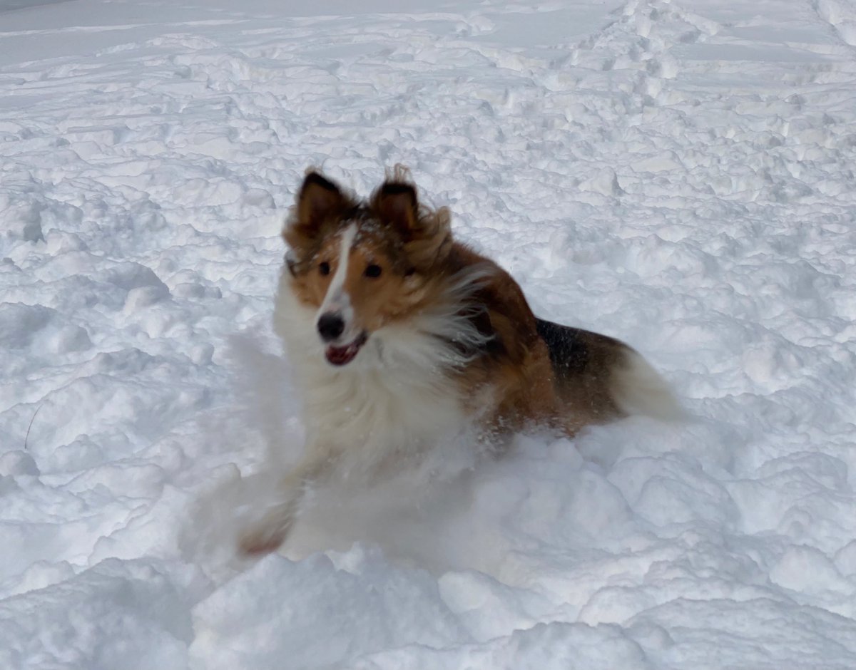 MrsTobin1's tweet photo. @weatherchannel Dottie the Pug and Chandler the Sheltie in Hudson, NH https://t.co/l4lggdPZyV