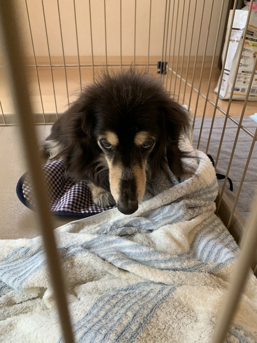 rinzou13's tweet photo. おはようございますワン☀️
今日は病院だワン😃
何もなくても病院は怖いワン😭
終わったらオヤツ欲しいワン😆

 #犬好きさんと繋がりたい https://t.co/j6xMmgowFc