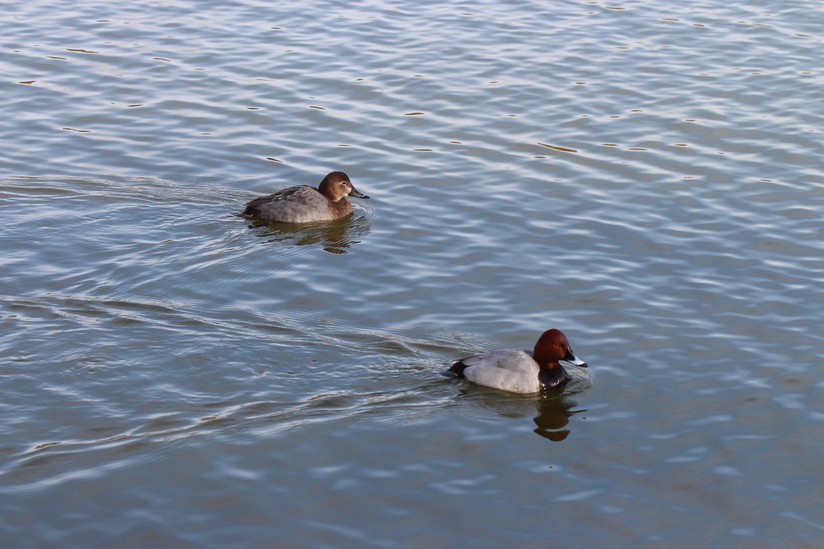 長居植物園 冬の植物園は 見るものがない いえいえ 植物だけじゃないんです 長居植物園では 大池や芝生広場などで多くの野鳥を見ることができます 運がよければ カワセミも お越しの際は 野鳥などの生き物の観察も お楽しみください
