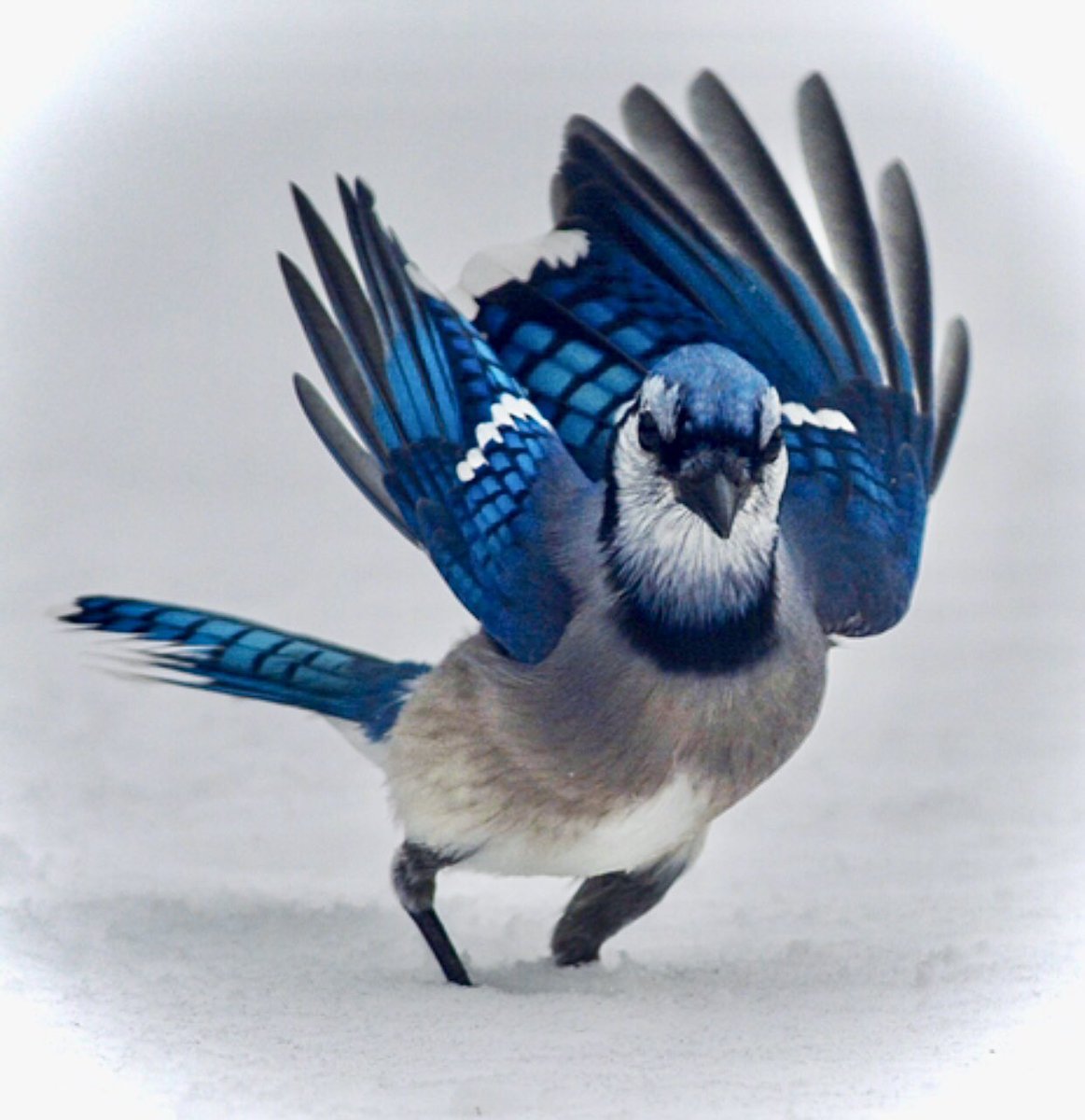 dahalapenio's tweet image. Lucky enough to get some shots of this colourful #Bluejay on this fresh white snow ❄️ &amp;amp; Lucky to have some peanuts 🥜 to get it's attention for long enough to take these amazing pictures 📸...
