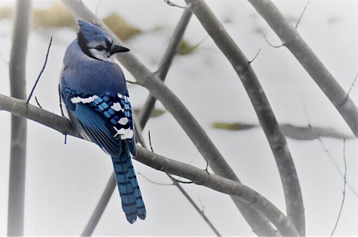 dahalapenio's tweet image. Lucky enough to get some shots of this colourful #Bluejay on this fresh white snow ❄️ &amp;amp; Lucky to have some peanuts 🥜 to get it's attention for long enough to take these amazing pictures 📸...