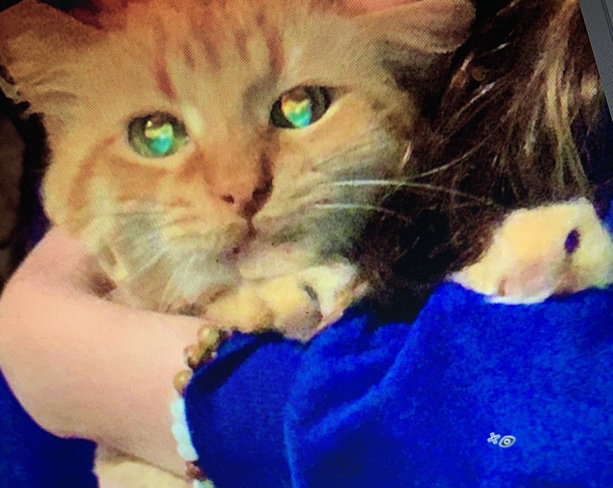 emlindman's tweet photo. Look at this picture of my cat. I zoomed in and saw that the frickin rainbow is reflected in his eyes from the flash https://t.co/6FWSLOEQav