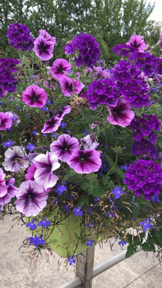 <a href="/vestkysta/">Diana🍁 🇳🇴</a> <a href="/saqibf/">Saqib Feroz  🇵🇰🇵🇰🇵🇰</a> 😂💞😂💞😘😘😘😘😘😘🍃🌷
You just made my day Diana✨💜
I give you my flowers from Summer 
time✨💜🌷💜✨🙋🏻‍♀️
