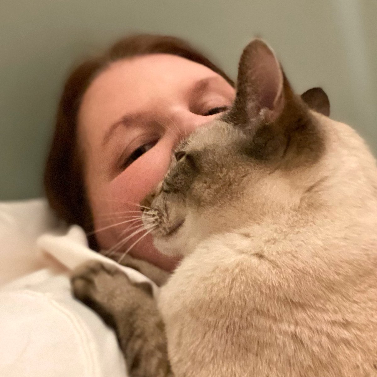 KSwiz's tweet photo. Good morning &amp; happy Saturday to you all! 😊 Was it just my house that was esp cold last night? Brr!🥶

Took this pic of Humpers before bed last night—more snuggles &amp; kisses for me! 🥰 Anyone else want to share pet pics? ❤️#CatsOfTwitter #Cats #Siamese #SnuggleBuddy #SnuggleButt https://t.co/KQd8JZPrlg