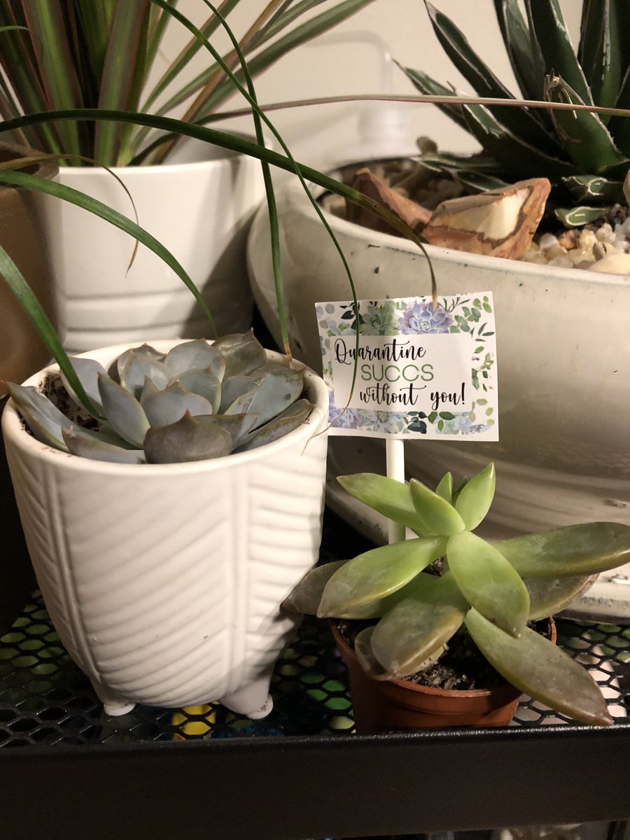 nneedlenthread's tweet photo. So grateful for the appreciation I feel from my administrators @kellyaoconnell @LStuartBCPS ☺️ #holidaycheer #succulents #succs #appreciation https://t.co/Gk2r6PybEK