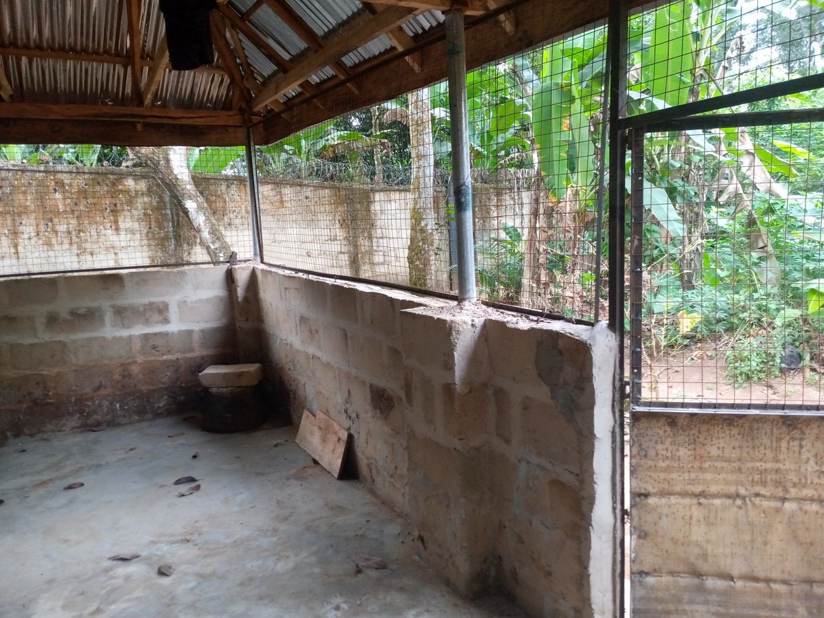 ikazonclean's tweet photo. We are still in the business of assisting you set up your poultry farms.

Contact 07038306570 today. https://t.co/HcC9BjprvK