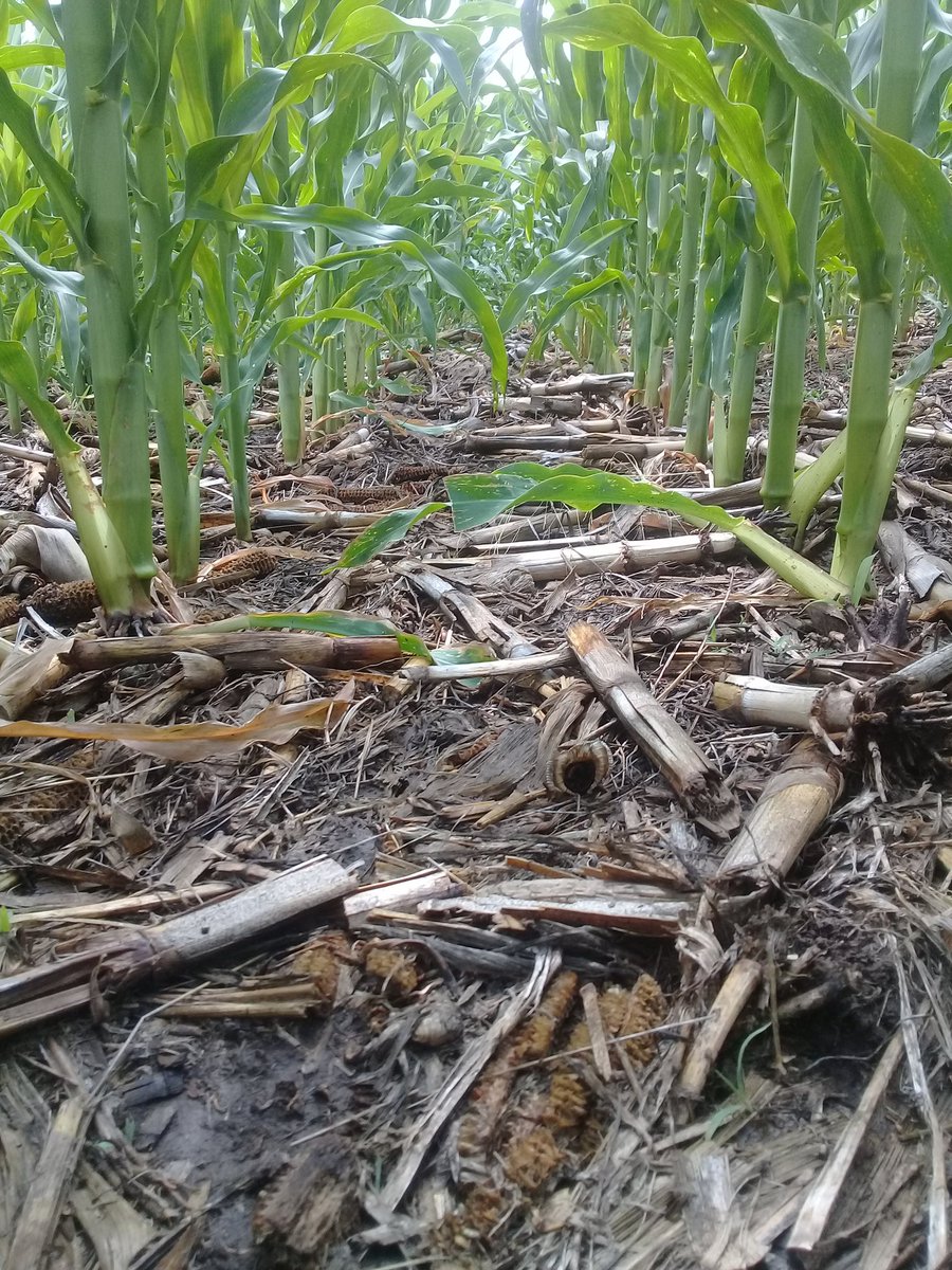 Maíz🌽sobre 🌽