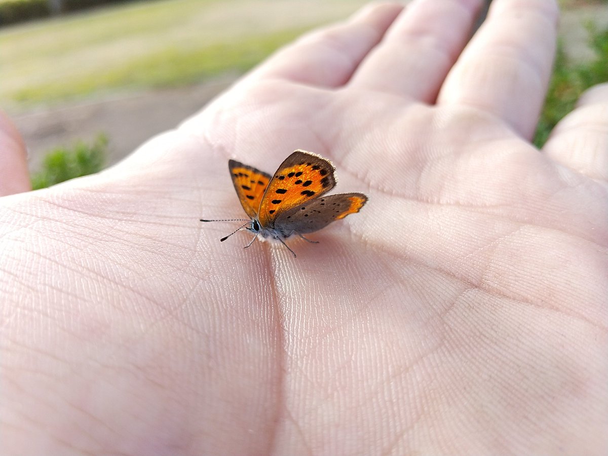 Kta 壁で寒そうにしてたベニシジミ 手に乗せて日向へ移動 暖まったら飛んで行きました 手乗り指乗り昆虫