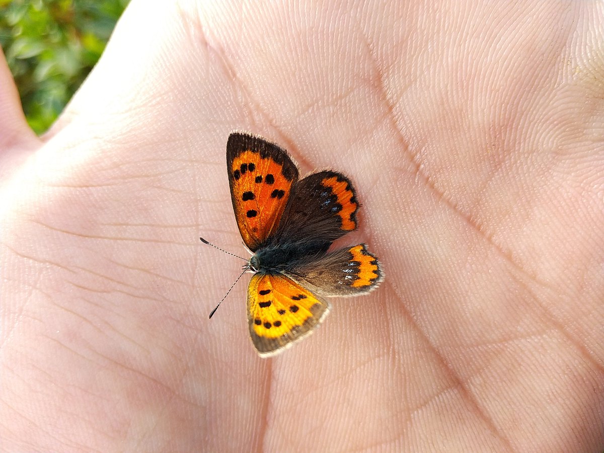 Kta 壁で寒そうにしてたベニシジミ 手に乗せて日向へ移動 暖まったら飛んで行きました 手乗り指乗り昆虫