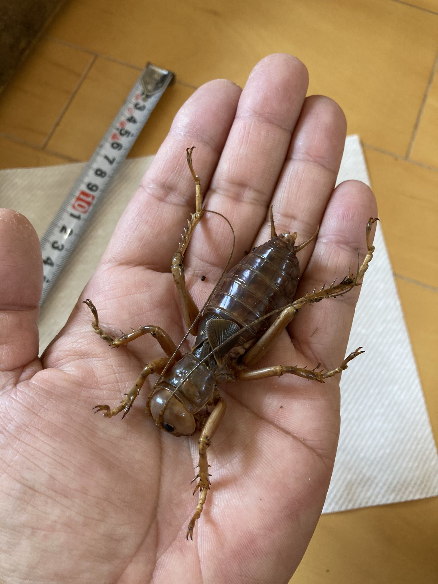 T Room Of Hobby 土を飼う感じて潜られて飼育表面に デュビアを放ってたら腹減ったら出てきて捕食って感じでしたが 久々に掘り起こしてみたら ってました残念 オバケコオロギの名前負けしてない生き物でした T Co Vpac94ndqw Twitter
