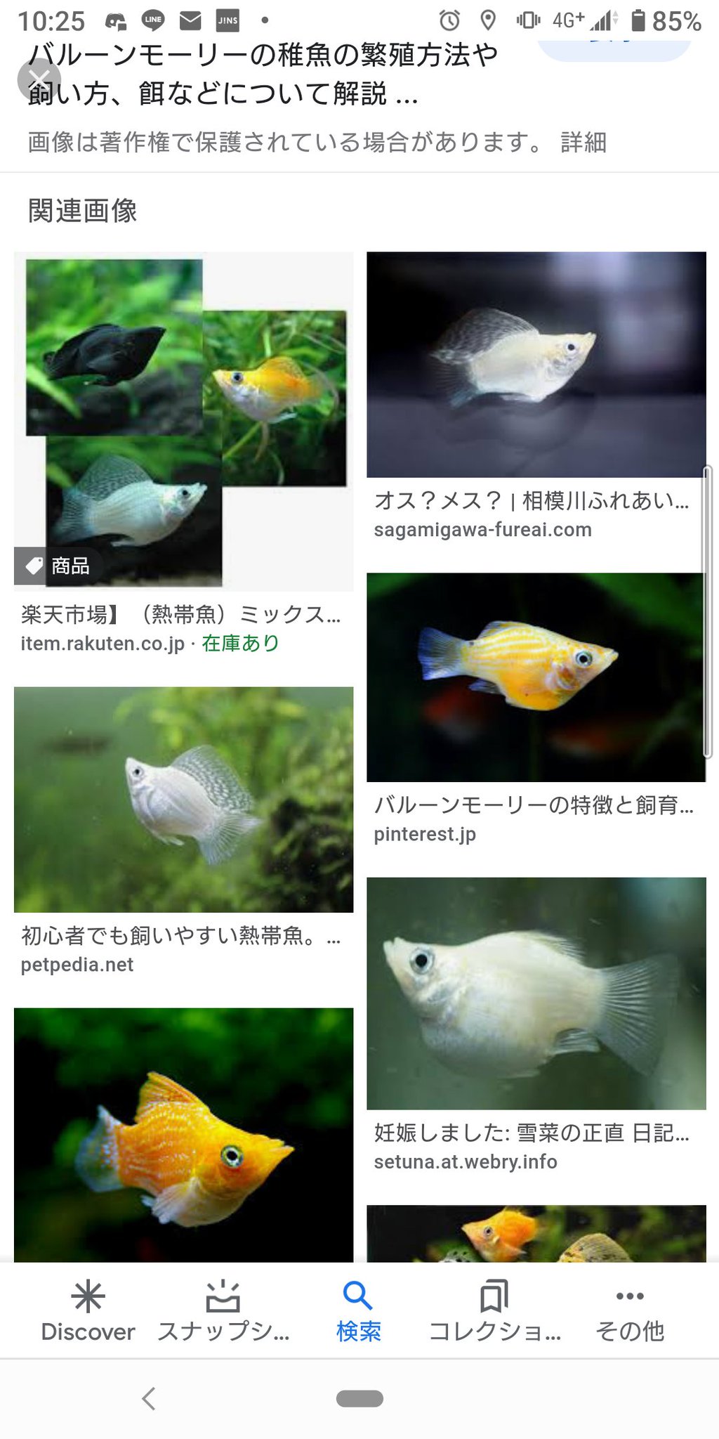 海苔っく على تويتر ホムセンのペットコーナーで見たバルーンモーリーが可愛かったので欲しいな と思ったけど初期費用と置き場で普通に我に返った