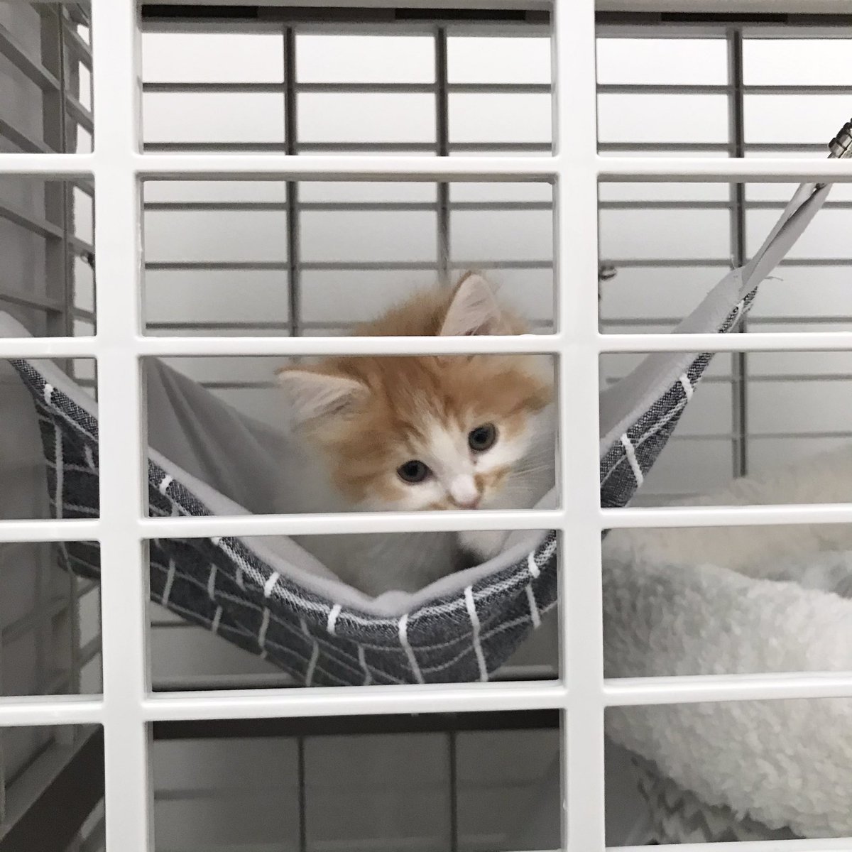 ノルスコぽてちの成長記 手作りハンモックに初めて入ってくれました 猫好きさんと繋がりたい 子猫 猫 スコティッシュフォールド ノルウェージャンフォレストキャット ノルスコぽてちの成長記 手作りハンモックに初めて入ってくれました 猫好きさんと繋がりたい 子猫 猫 スコティッシュフォールド ノルウェージャンフォレストキャット