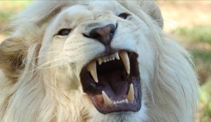 El león albino es animal nacional del Serenisimo Principado de Ponto
