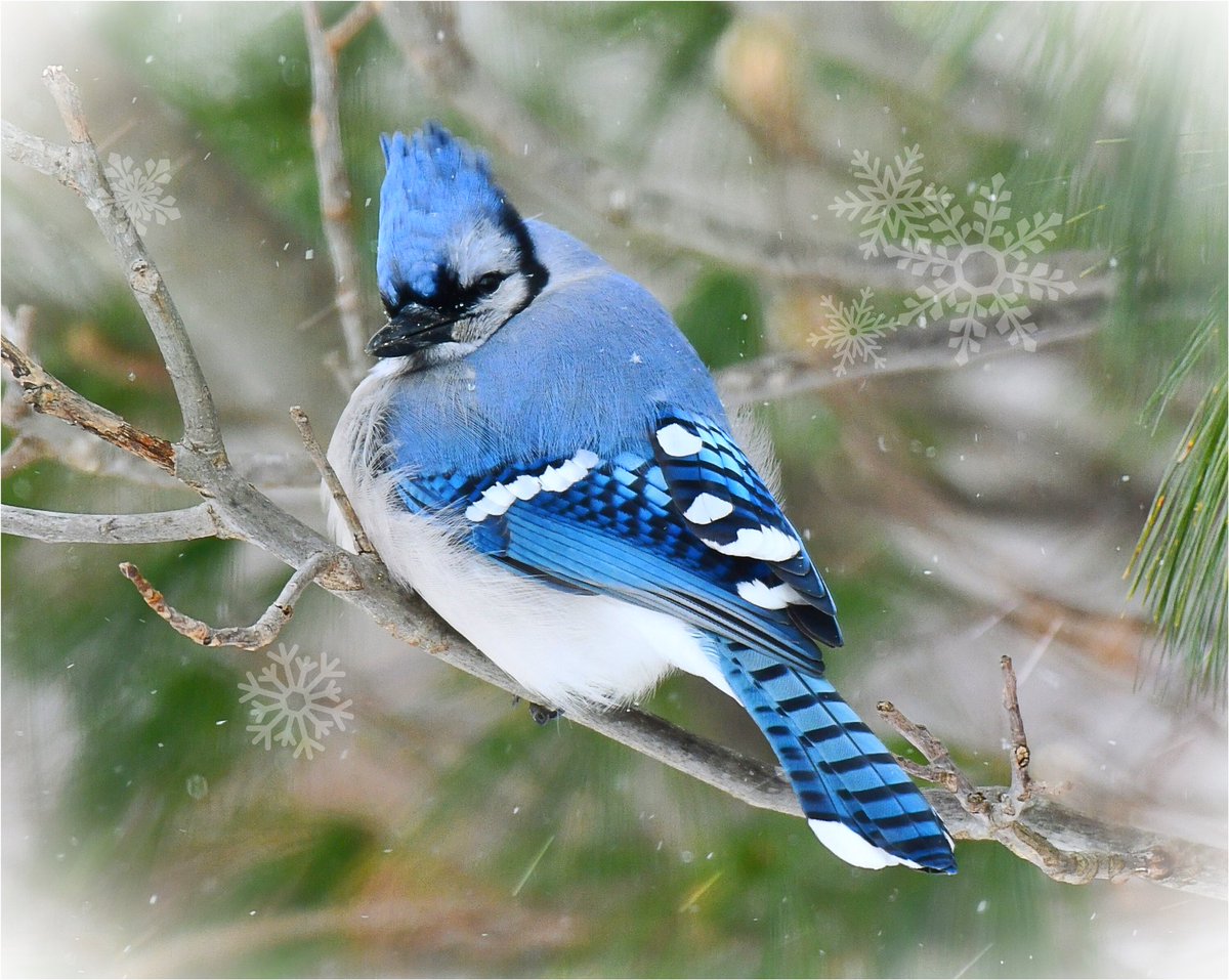 yankeelimner's tweet photo. Bluejay dealing with storm Bailey yesterday. #nikonphotography #birdsofNewEngland https://t.co/O2iKdZxTOe