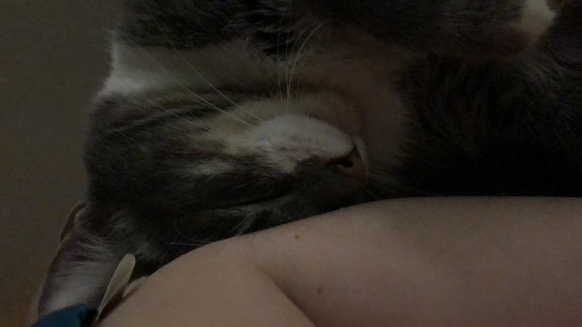 BookDragonDream's tweet photo. @merryreadathon My watch partner feel asleep. https://t.co/ivetxvn5Md